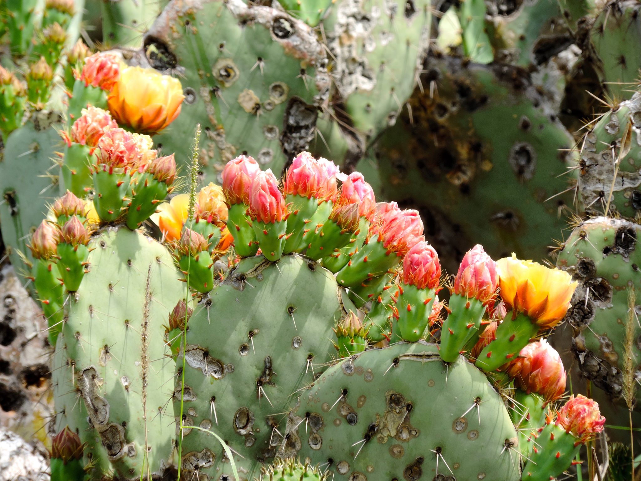 Opuntia robusta